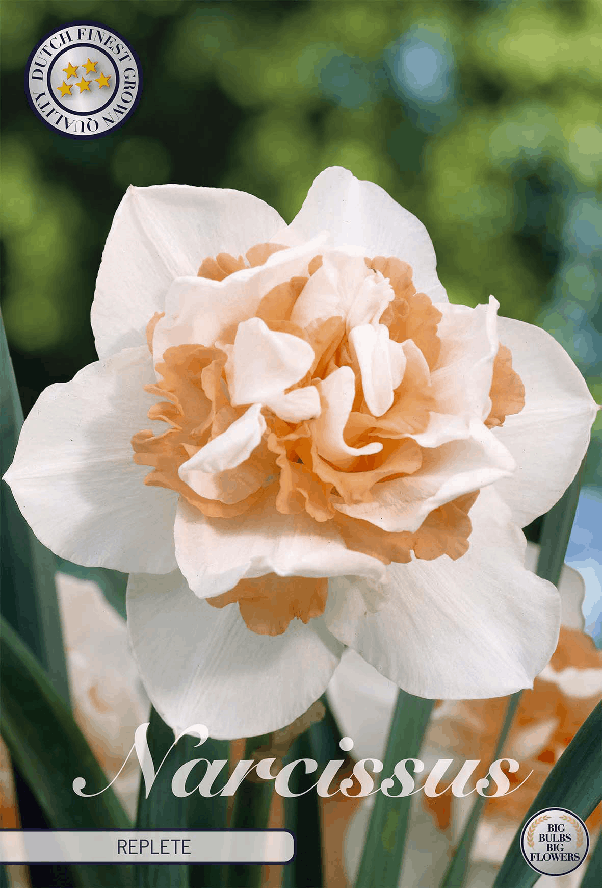 Narcissus Vol