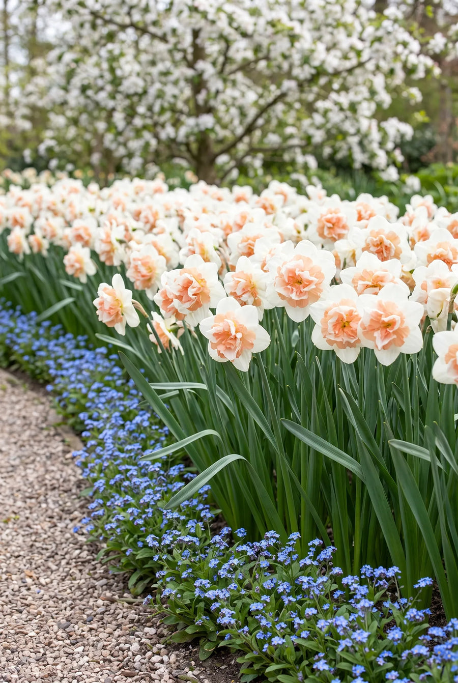 Narcissus Replete — groep in de tuinborder