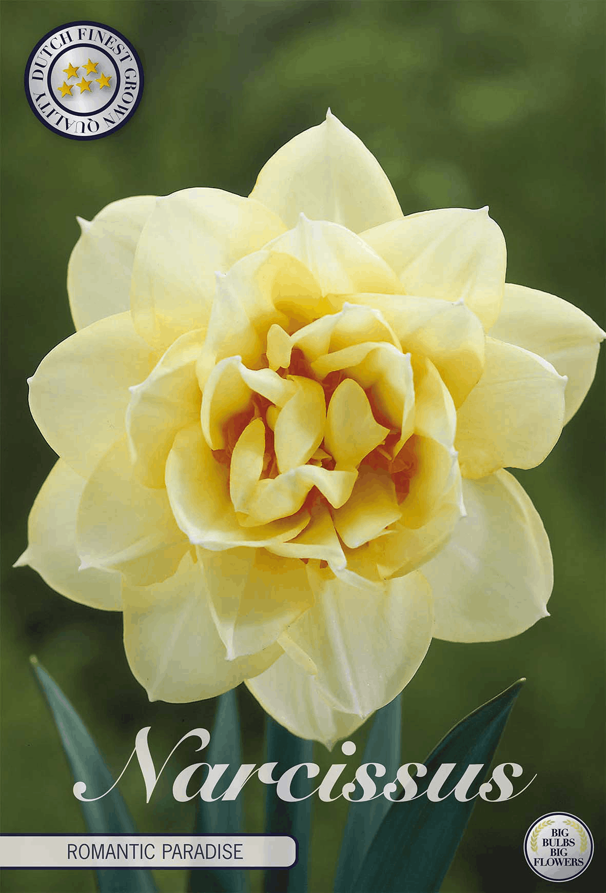 Narcissus Romantisch Paradijs