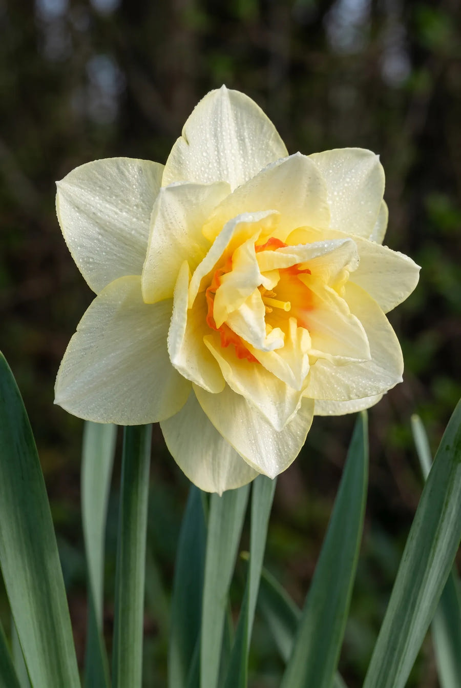 Narcissus Romantic Paradise — close-up van de bloem