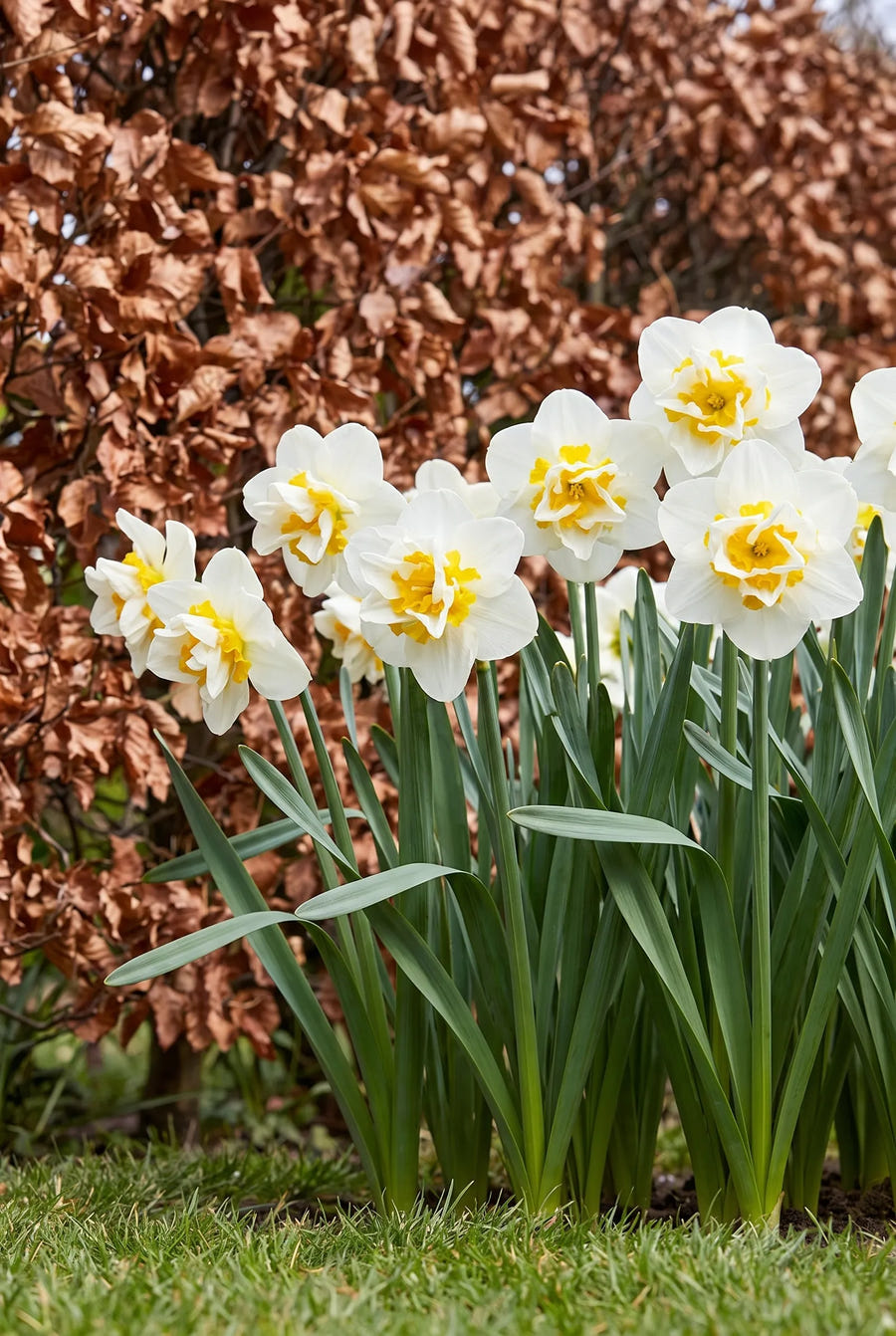 Narcissus Salou — in de border