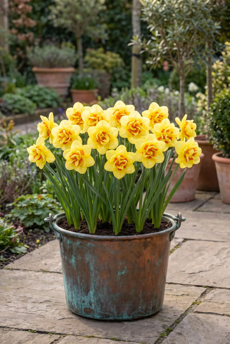 Narcissus Tahiti — in pot op terras