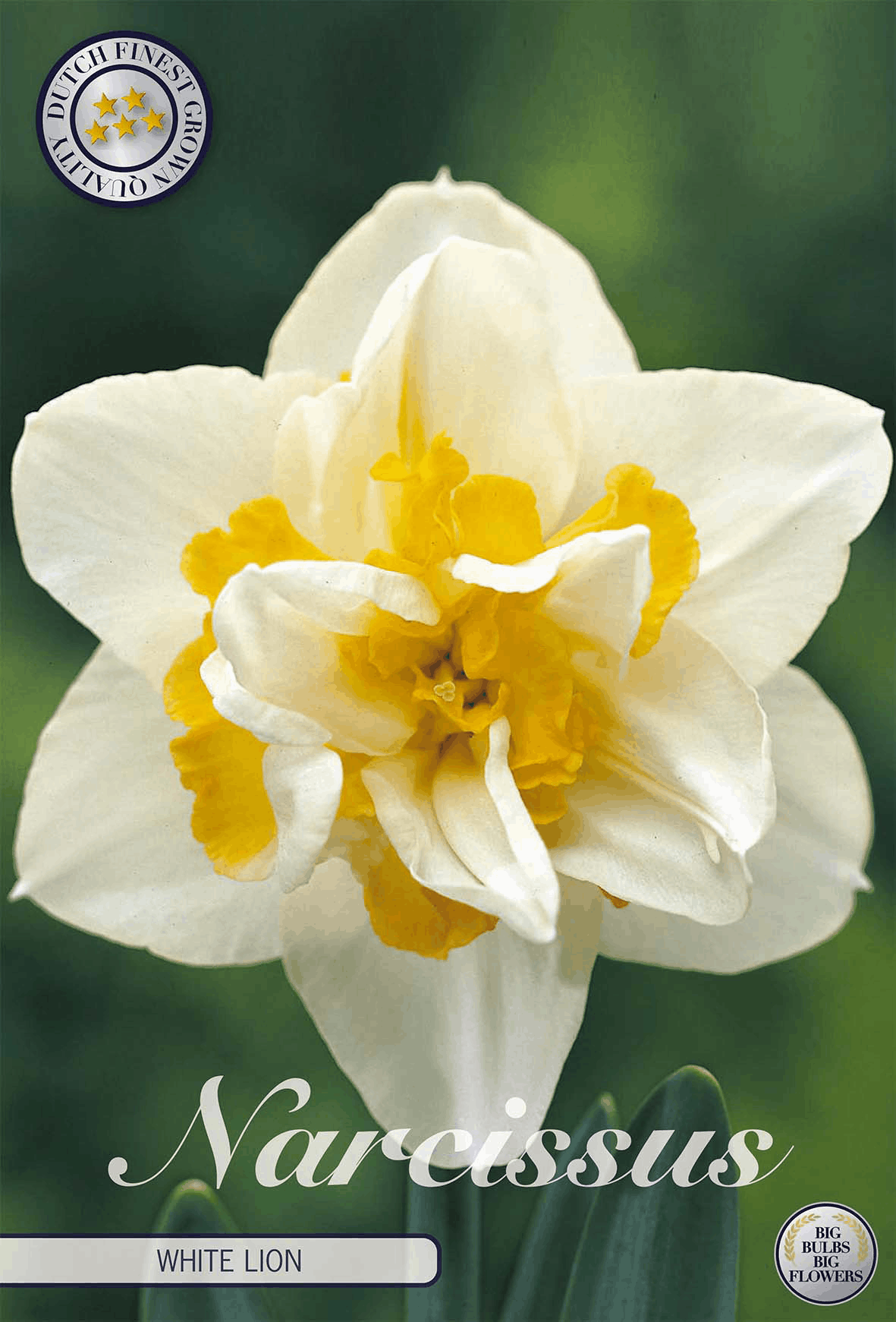 Narcissus Witte Leeuw