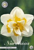 Narcissus Witte Leeuw