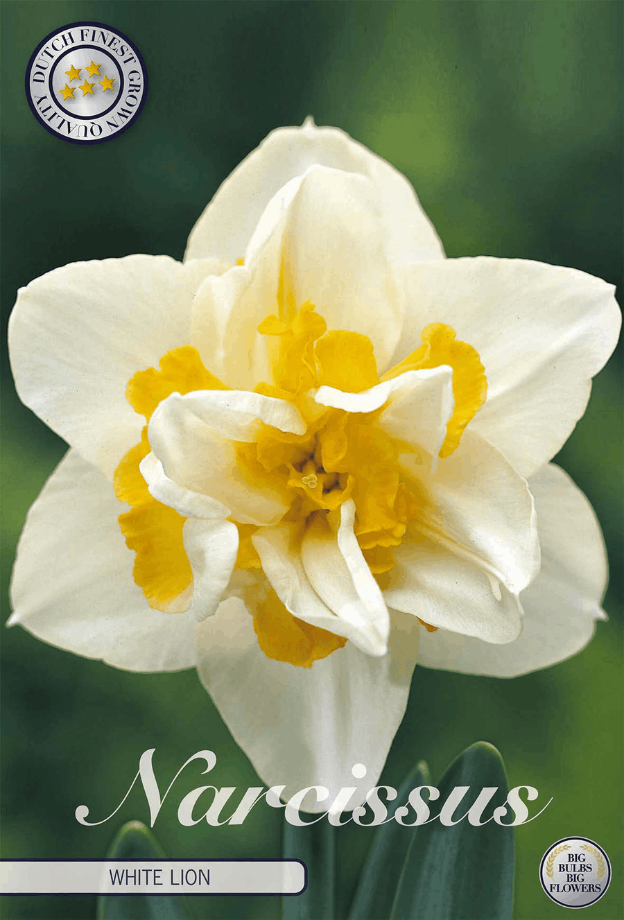 Narcissus Witte Leeuw