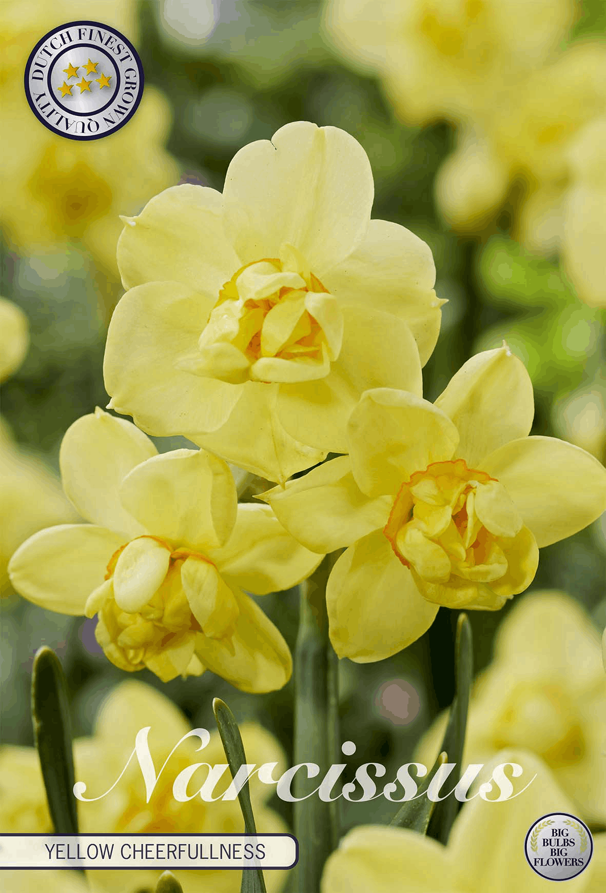 Narcissus Gele Vrolijkheid