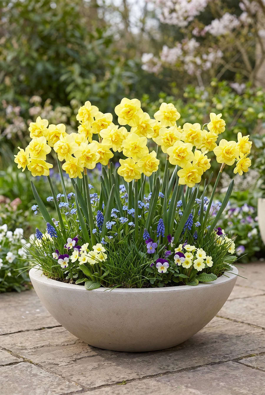 Narcissus Yellow Cheerfullness — in pot op het terras