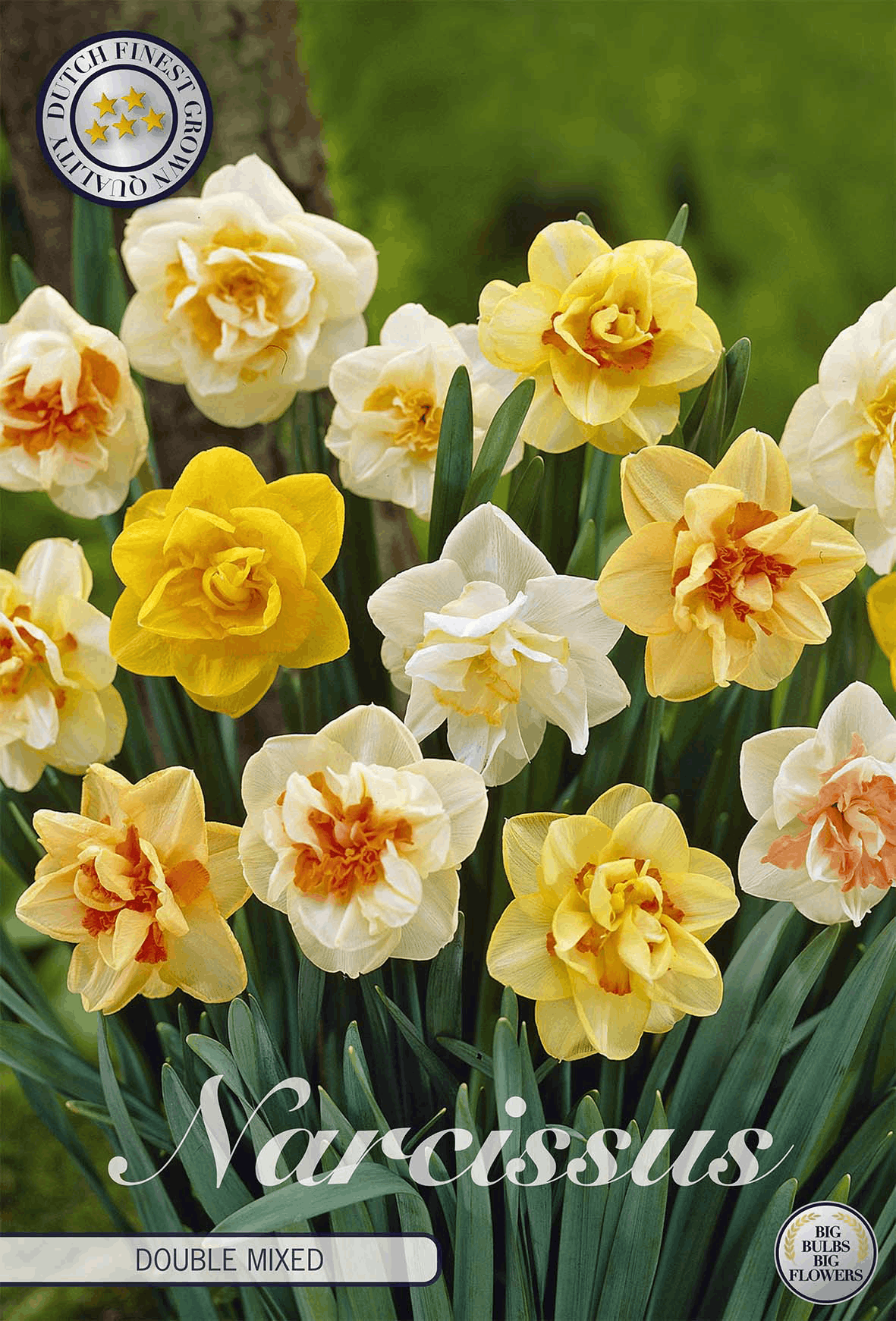 Narcissus Dubbel Gemengd