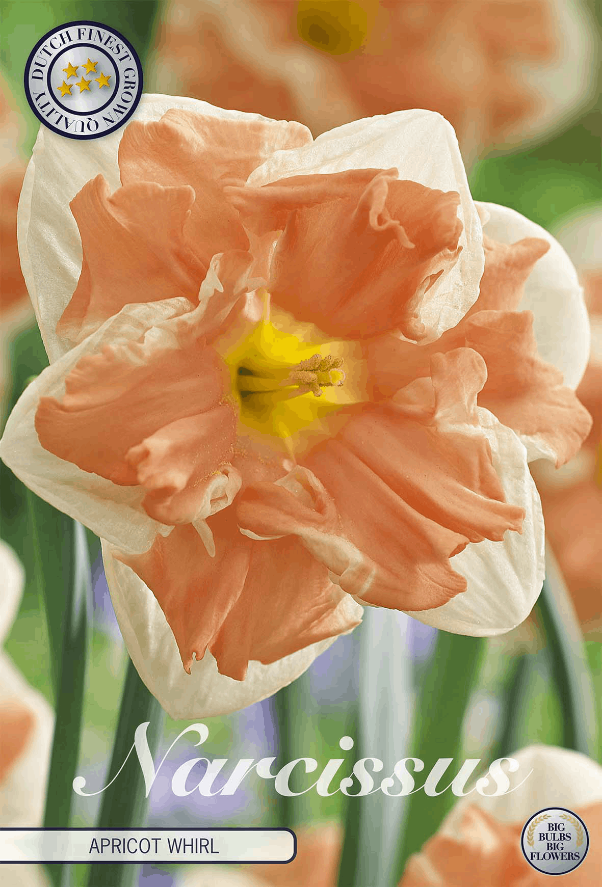 Narcissus Abrikoos Wervel