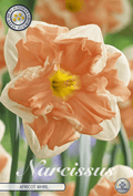 Narcissus Abrikoos Wervel