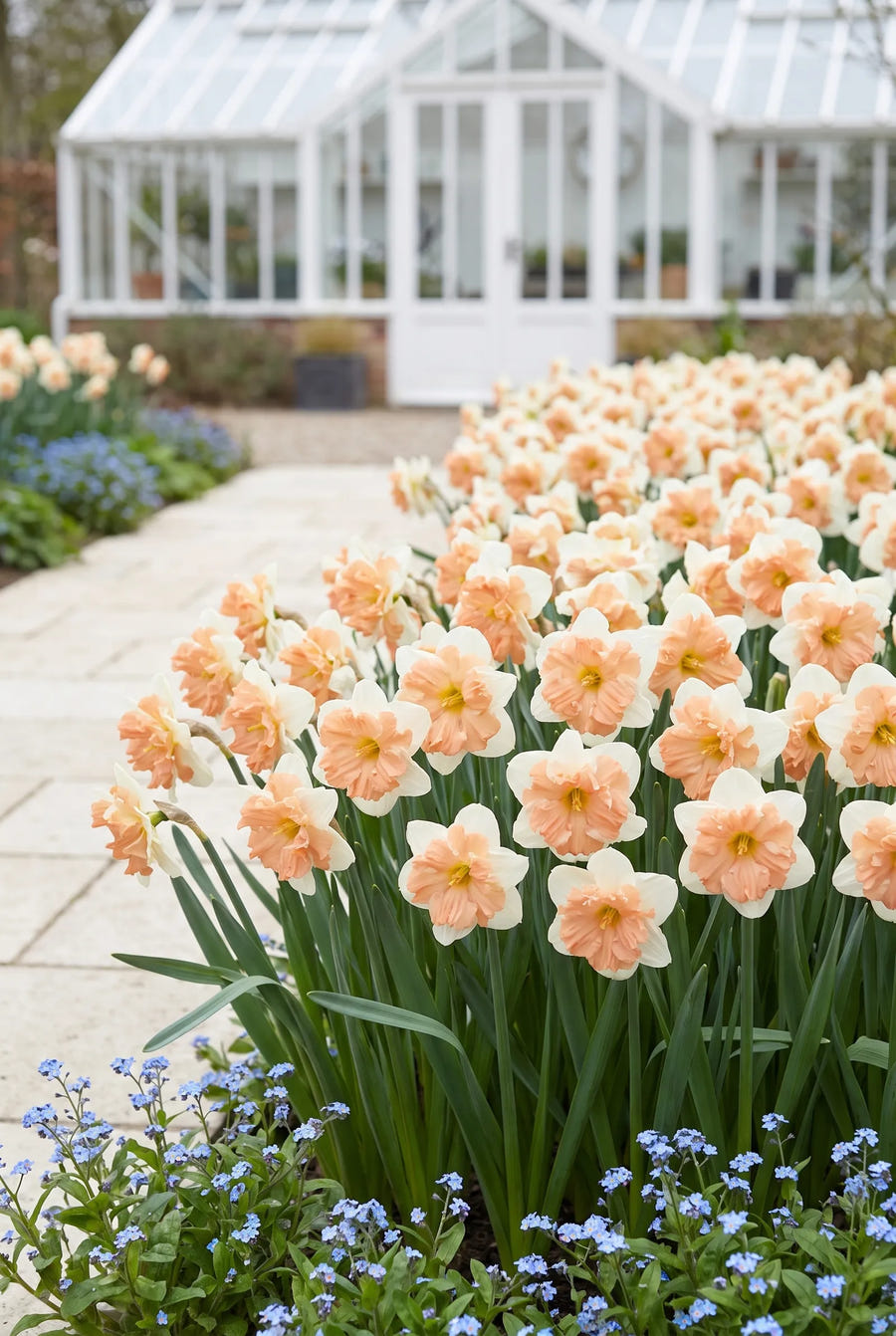 Narcissus Apricot Whirl — groep in de tuinborder
