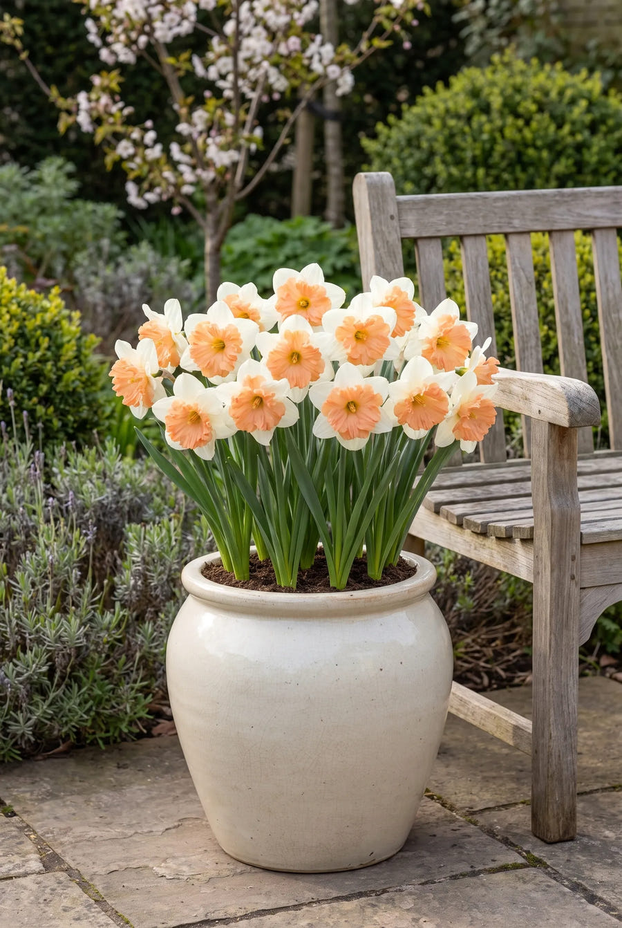 Narcissus Apricot Whirl — in pot op terras