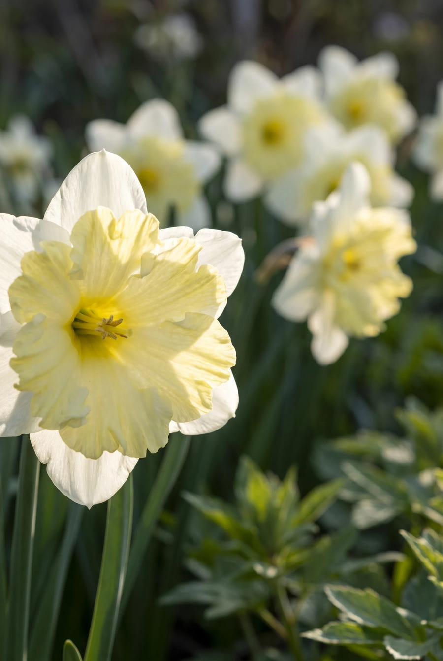 Narcissus Cassata — close-up van de bloem