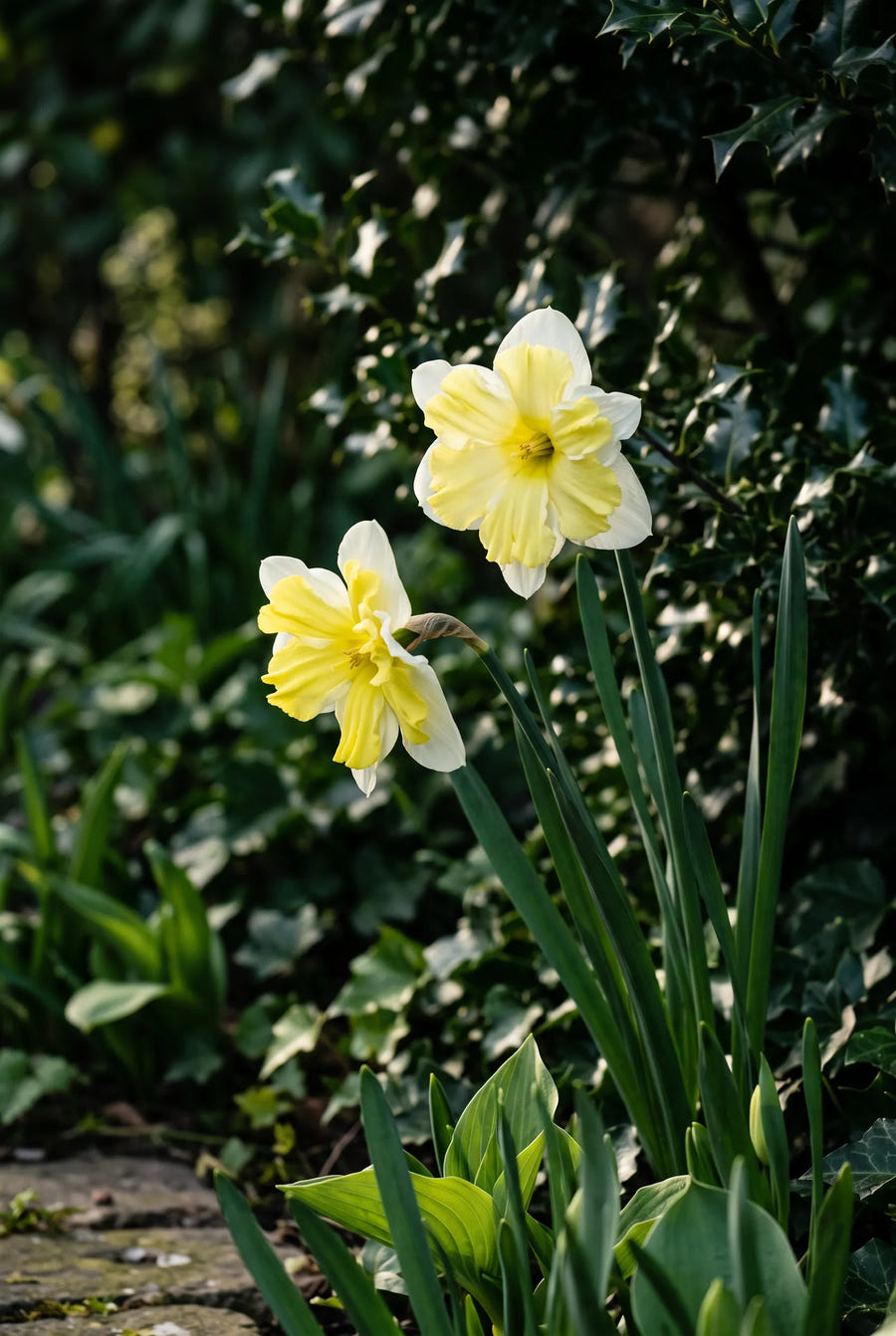 Narcissus Cassata — sfeerbeeld