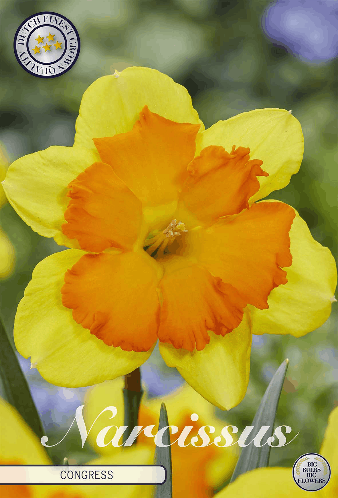 Narcissus Congres