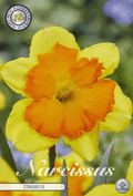 Narcissus Congres