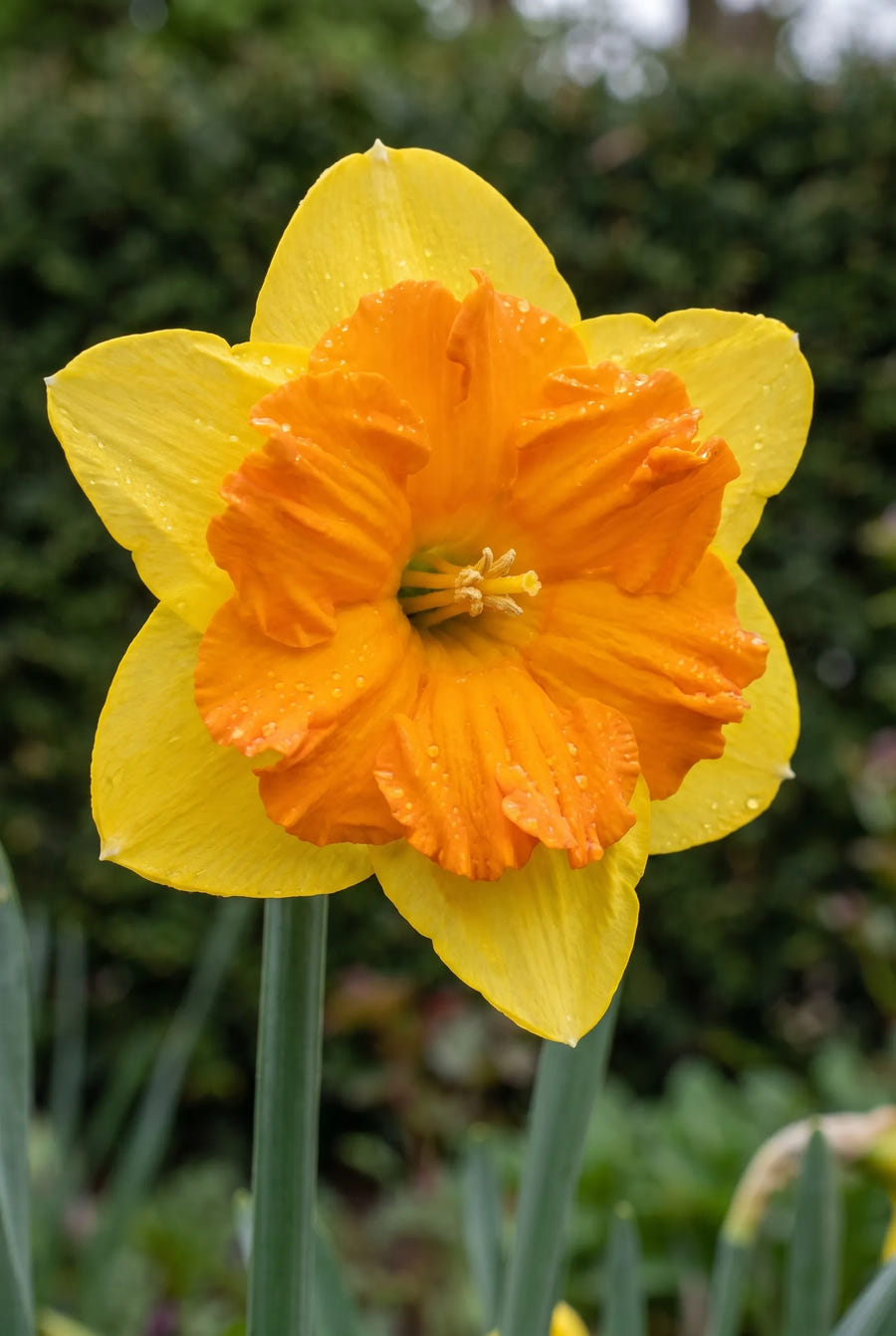 Narcissus Congress — close-up van de bloem