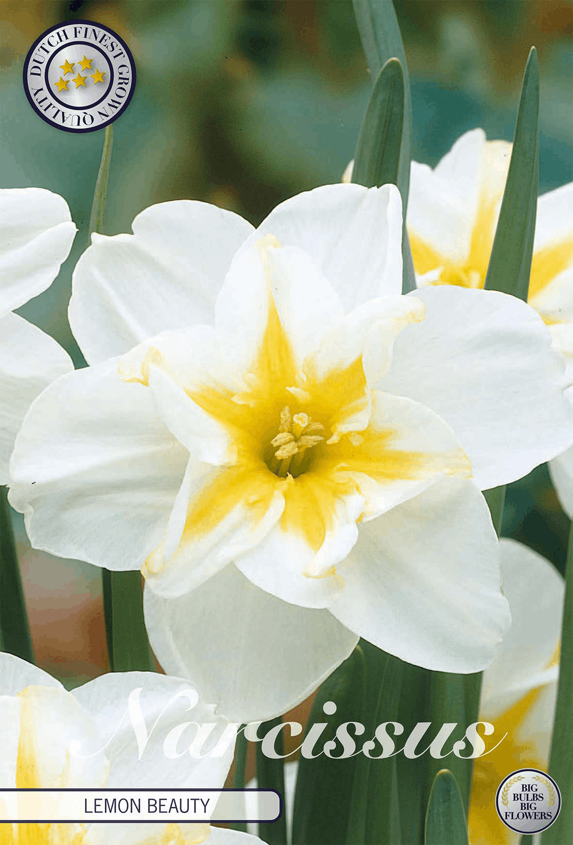 Narcissus Citroen Schoonheid