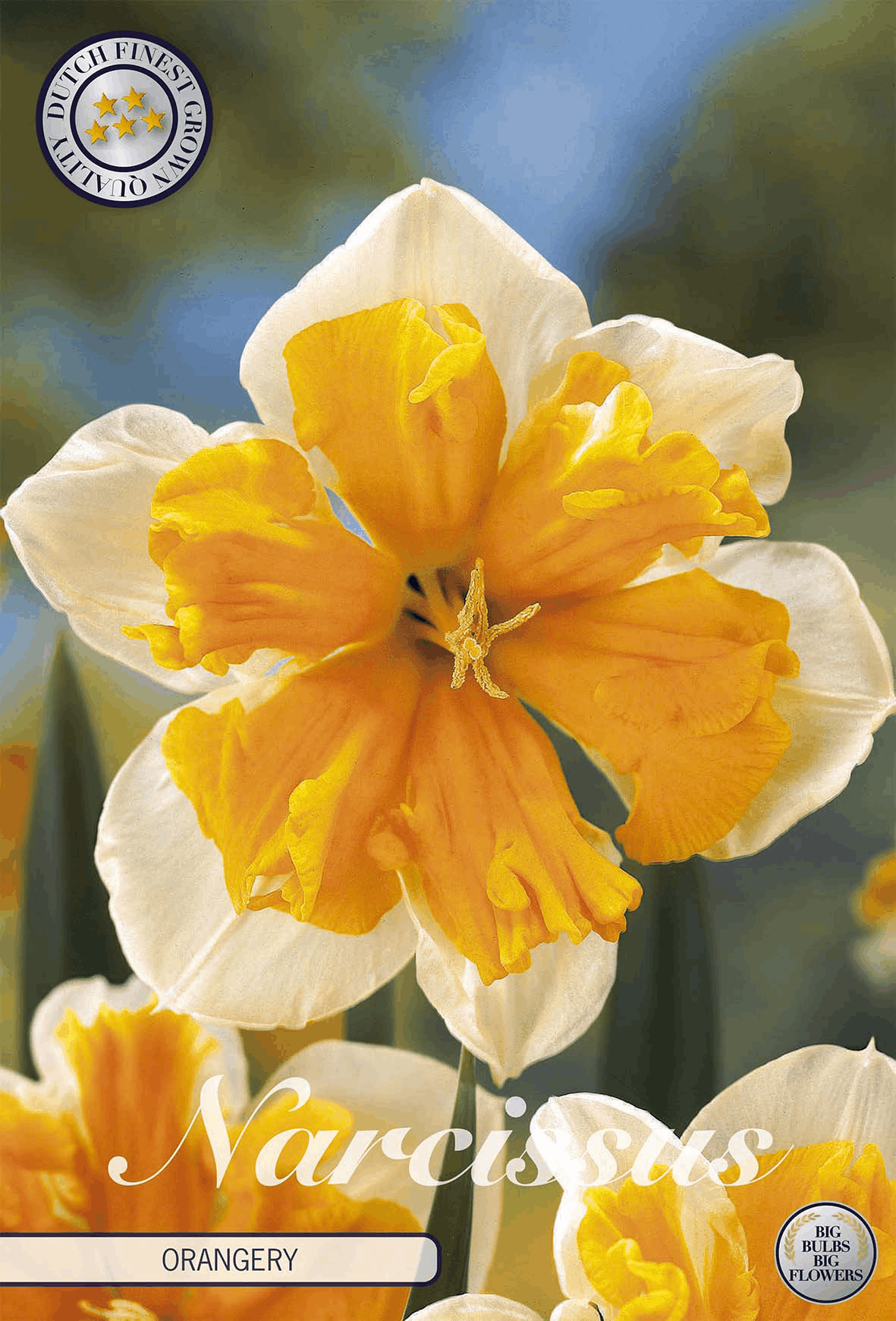 Narcissus Orangerie