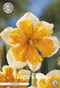 Narcissus Orangerie