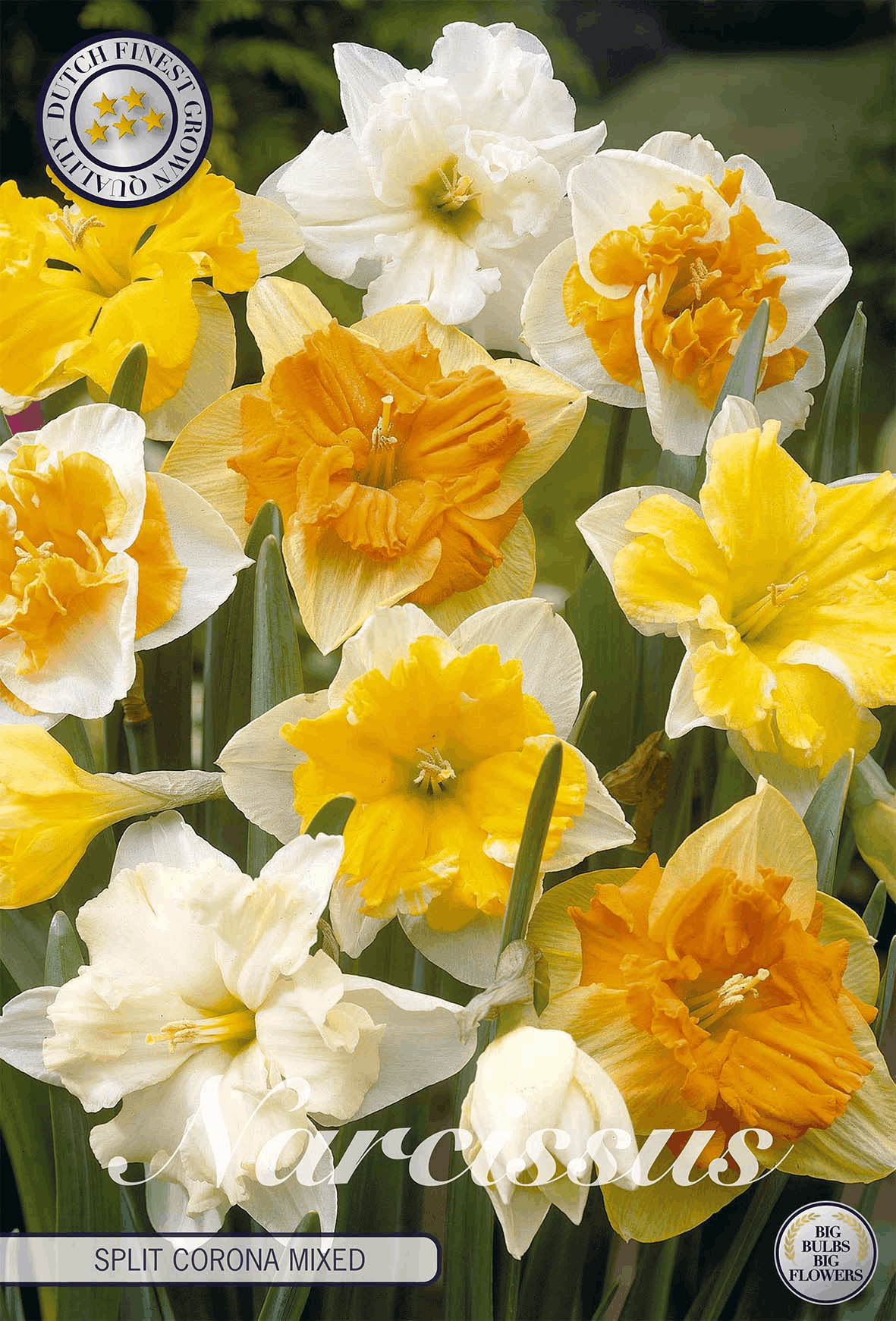 Narcissus Split Corona Gemengd