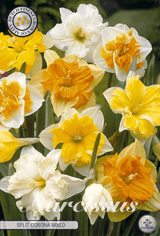 Narcissus Split Corona Gemengd