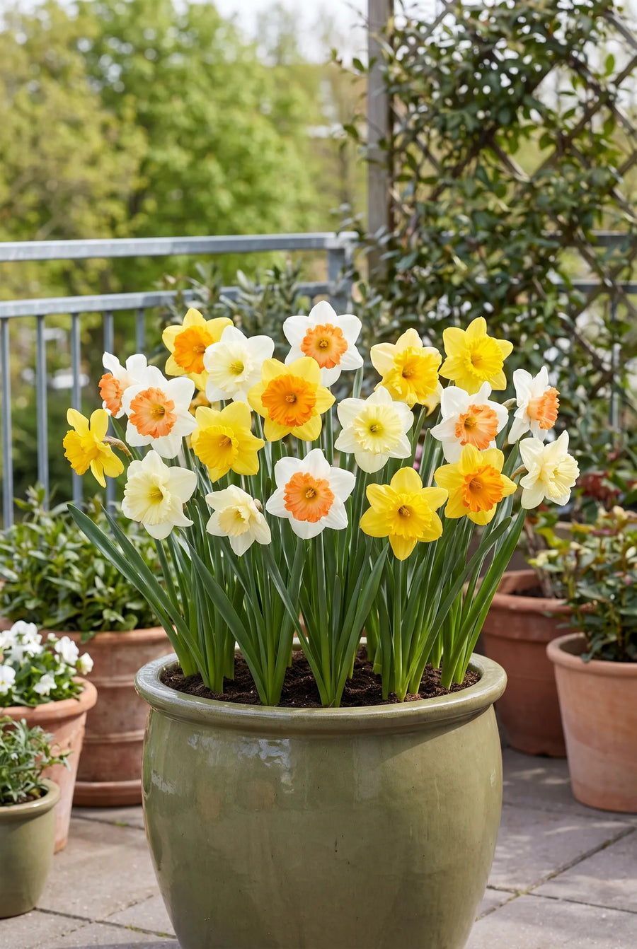 Narcissus Split Corona Mixed — in pot op terras