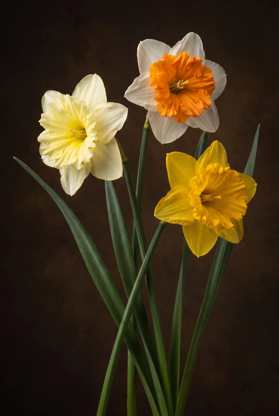 Narcissus Split Corona Mixed — sfeerbeeld