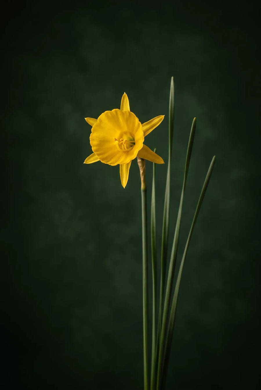 Narcissus Bulbocodium — sfeerbeeld