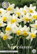 Narcissus Gouden Echo