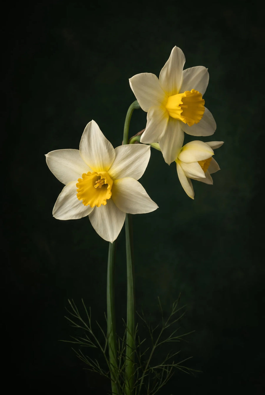 Narcissus Golden Echo — sfeerbeeld