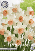 Narcissus Iwona