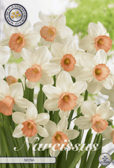 Narcissus Iwona