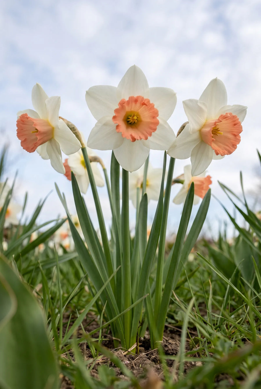 Narcissus Iwona — in de tuin