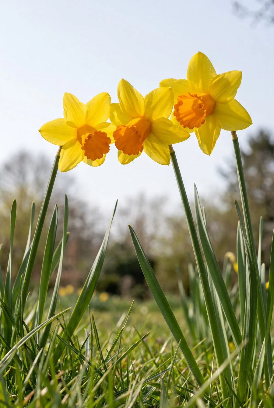 Narcissus Jetfire — in de tuin