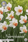 Narcissus Skype