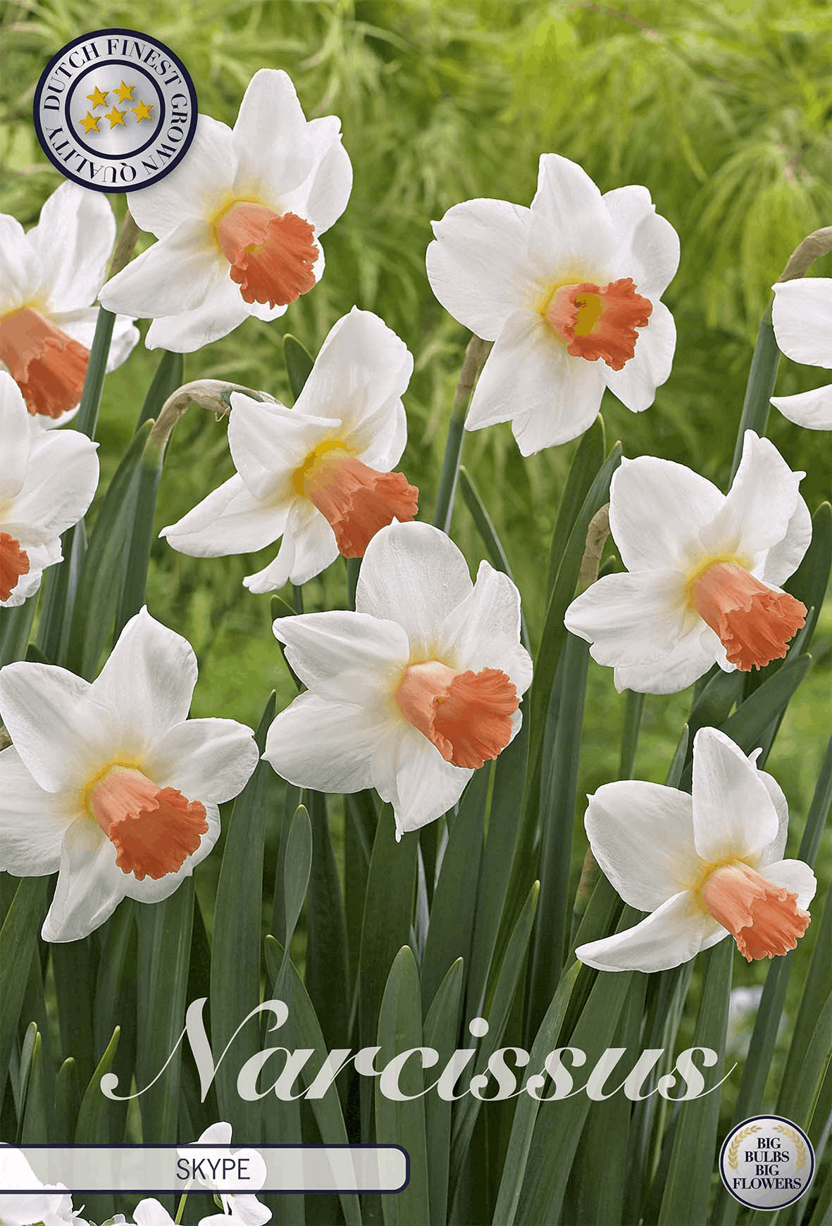 Narcissus Skype