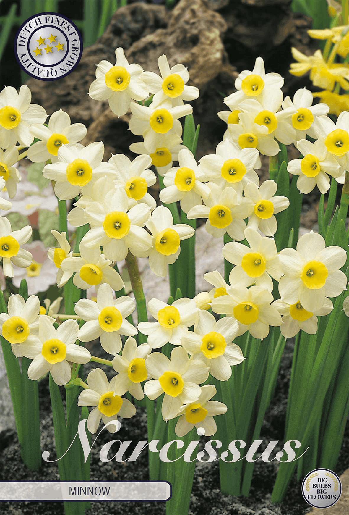 Narcissus-minnow