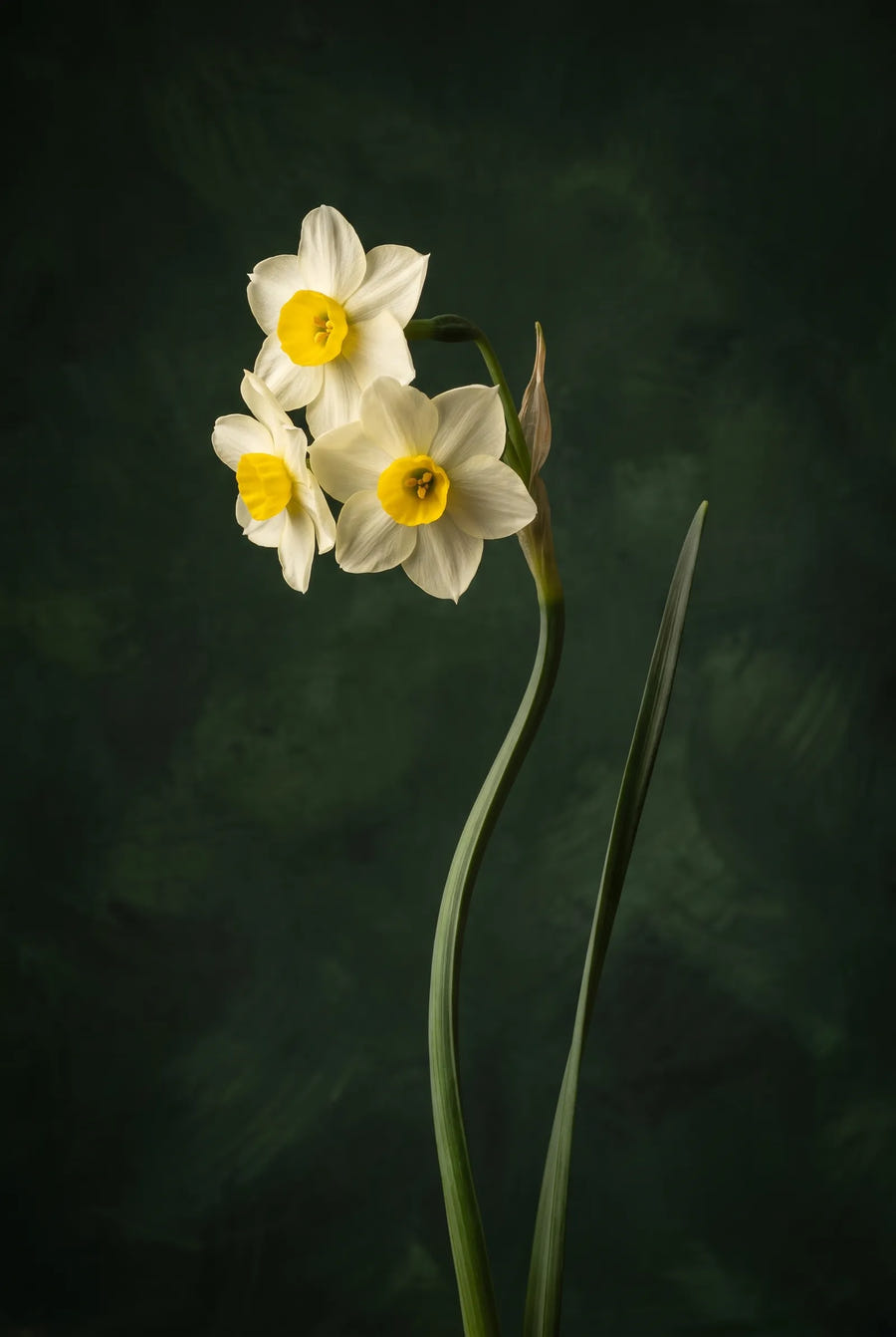 Narcissus Minnow — sfeerbeeld