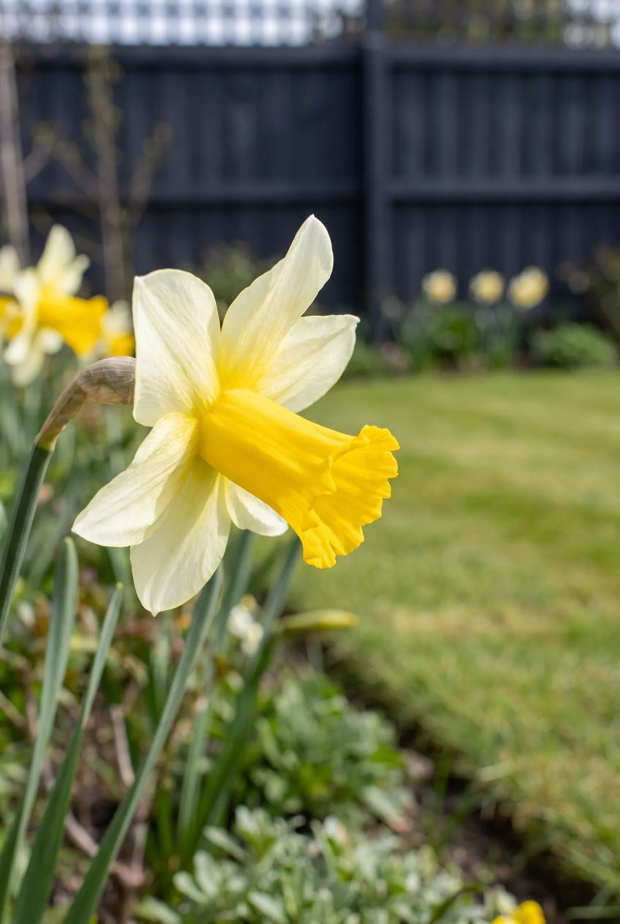Narcissus Mother Duck — close-up van de bloem