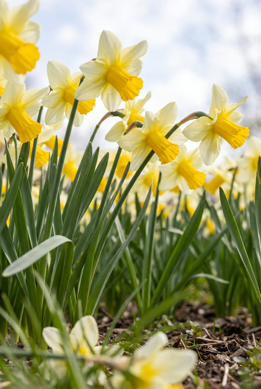 Narcissus Mother Duck — vanuit een lage hoek