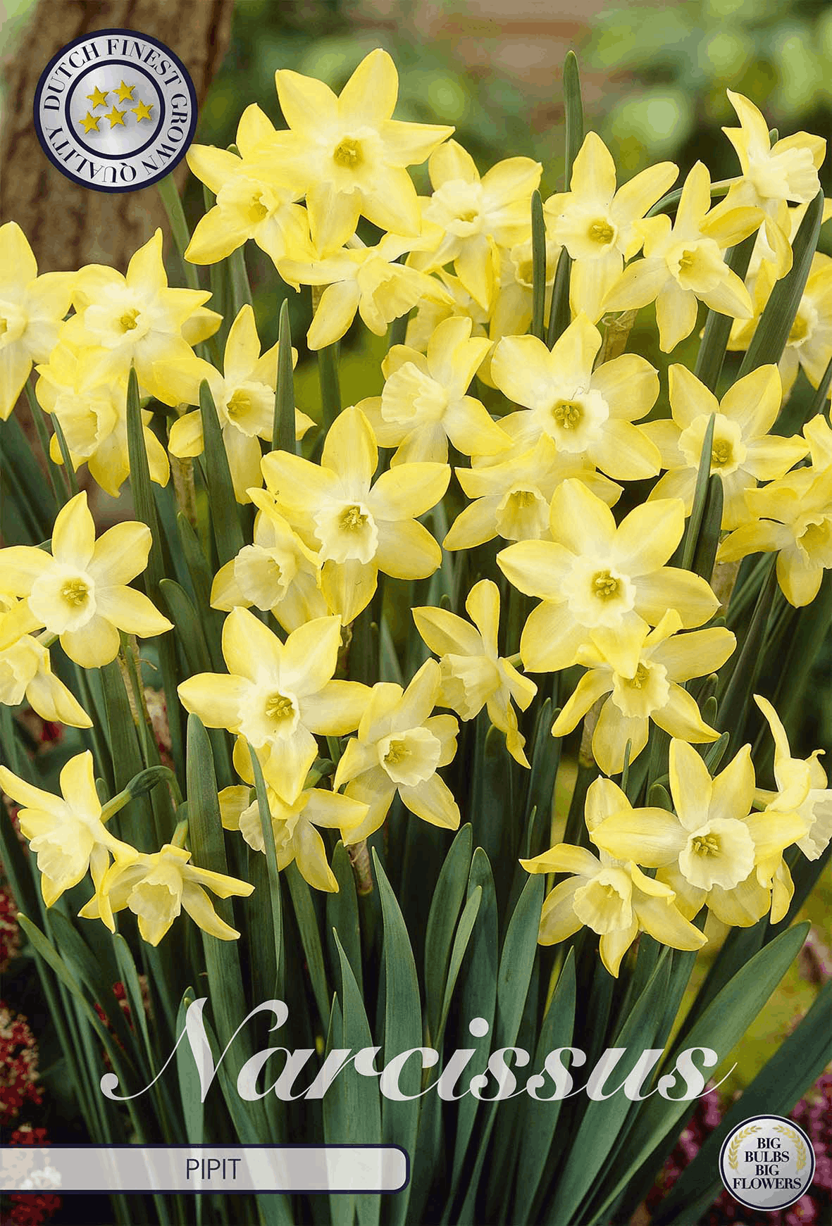 Narcissuspieper