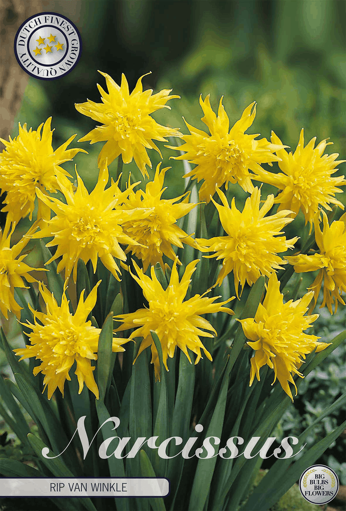 Narcissus Rip van Winkle