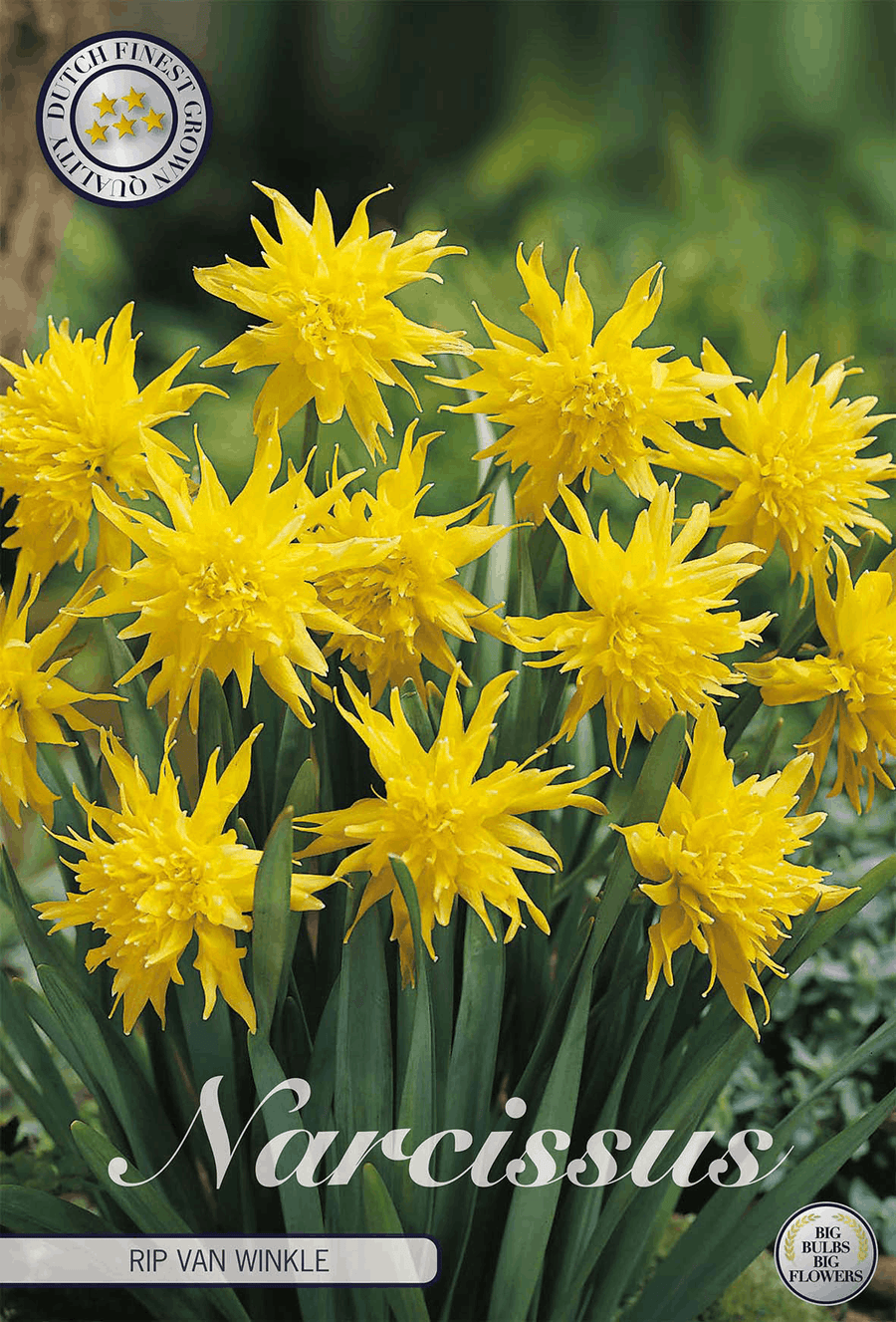 Narcissus Rip van Winkle