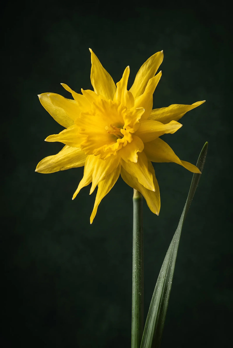 Narcissus Rip van Winkle — sfeerbeeld