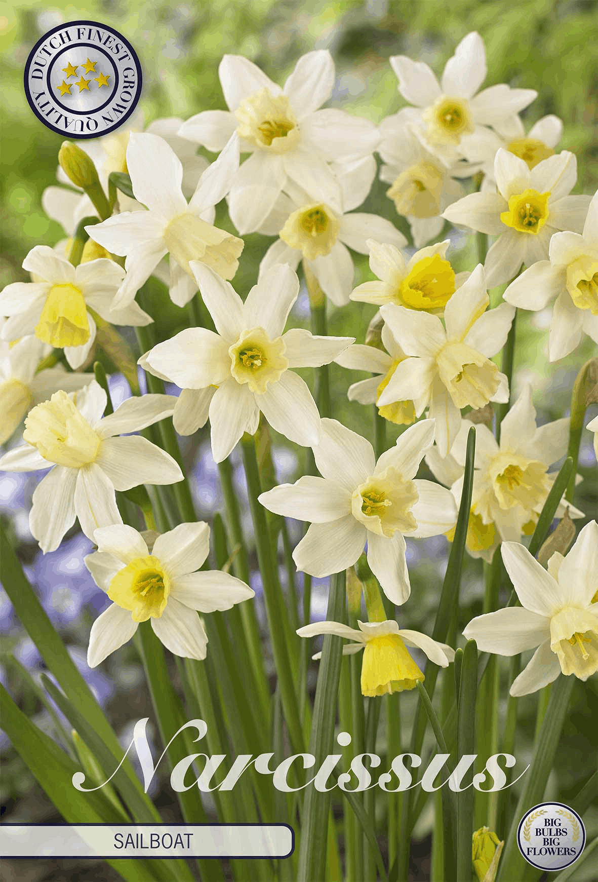 Narcissus Zeilboot