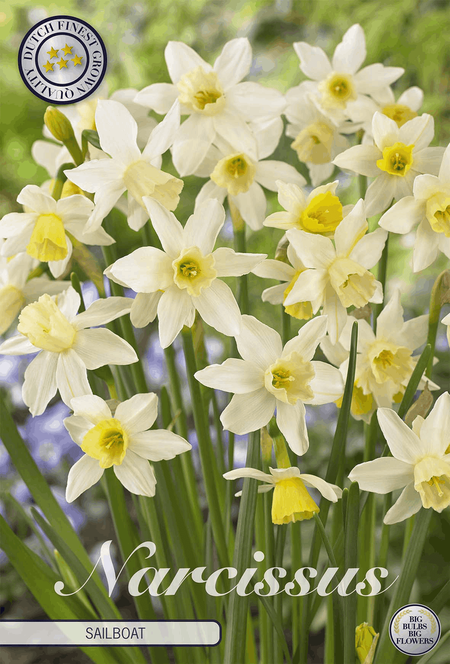 Narcissus Zeilboot