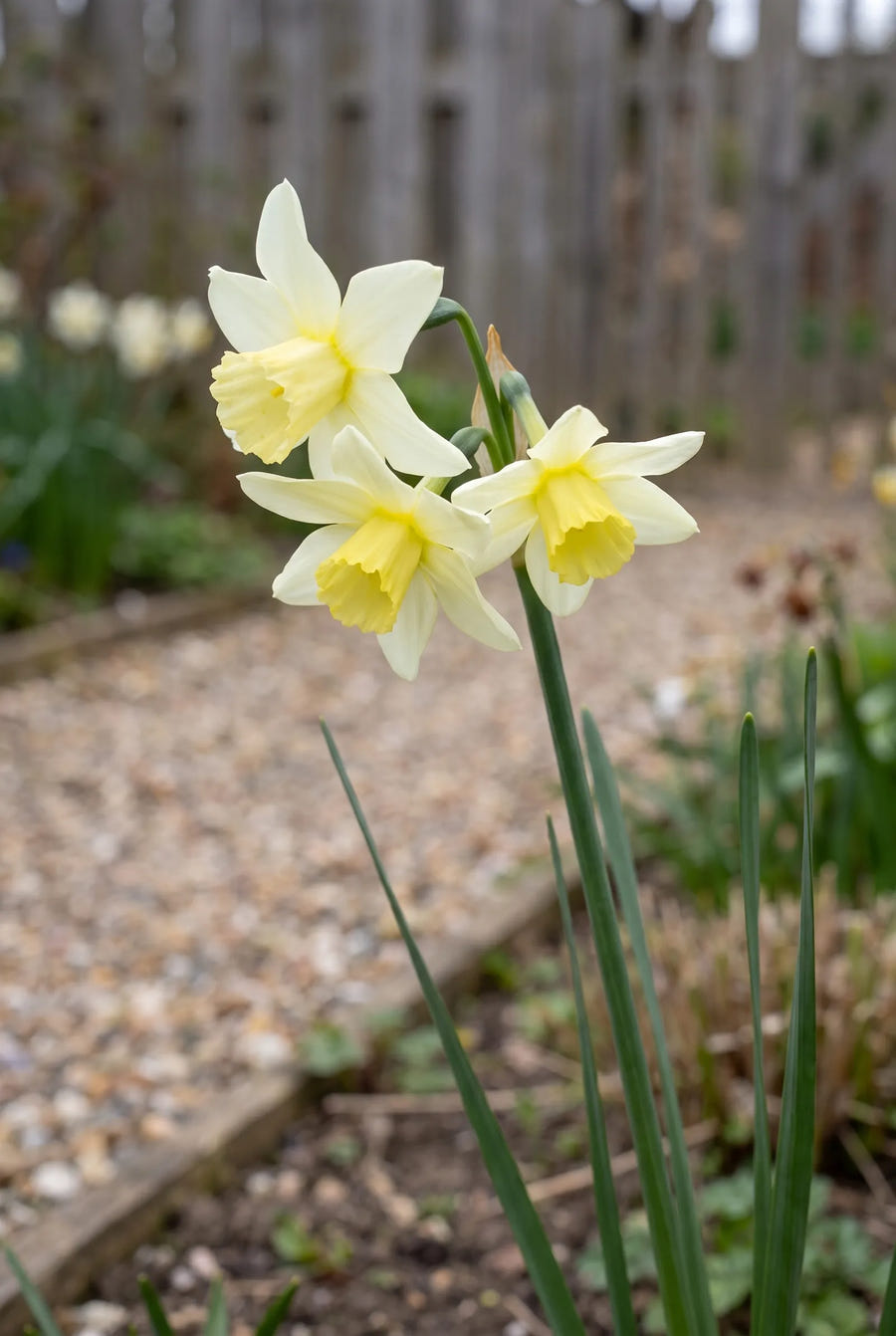 Narcissus Sailboat — close-up van de bloem
