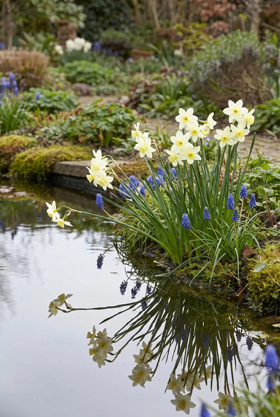 Narcissus Sailboat — in de tuin