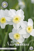 Narcissus Segovia